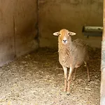 Live Candelaria Mi Bodega Lägenhet Araya (Tenerife)
