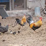 Live Candelaria Mi Bodega Araya (Tenerife)