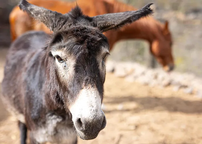 Live Candelaria Mi Bodega Lägenhet Araya (Tenerife)