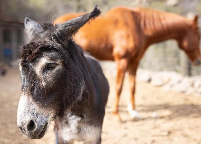 Live Candelaria Mi Bodega Lägenhet