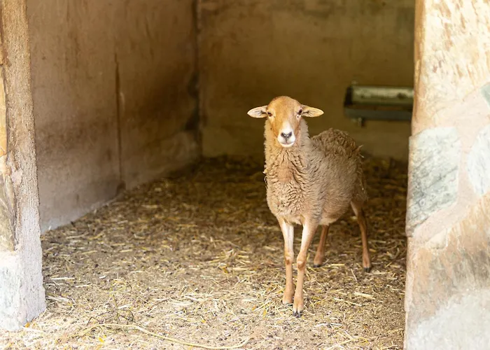 Live Candelaria Mi Bodega Lägenhet Araya (Tenerife)