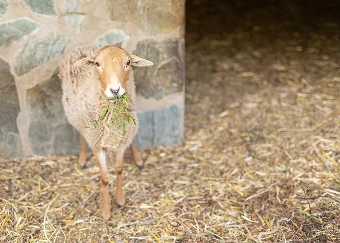 Live Candelaria Mi Bodega