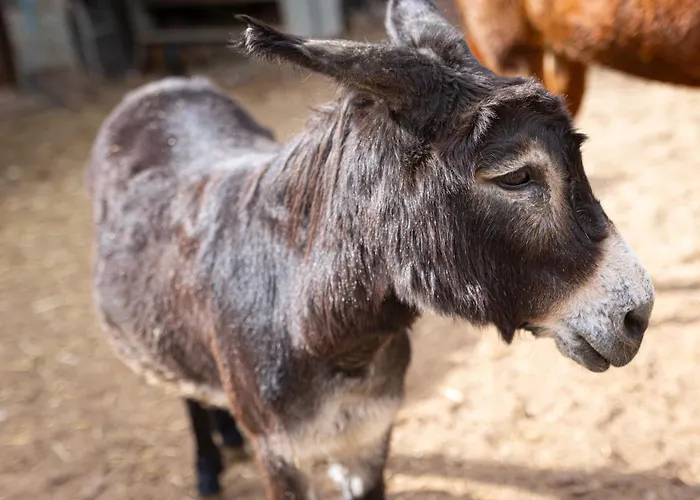 Live Candelaria Mi Bodega Lägenhet