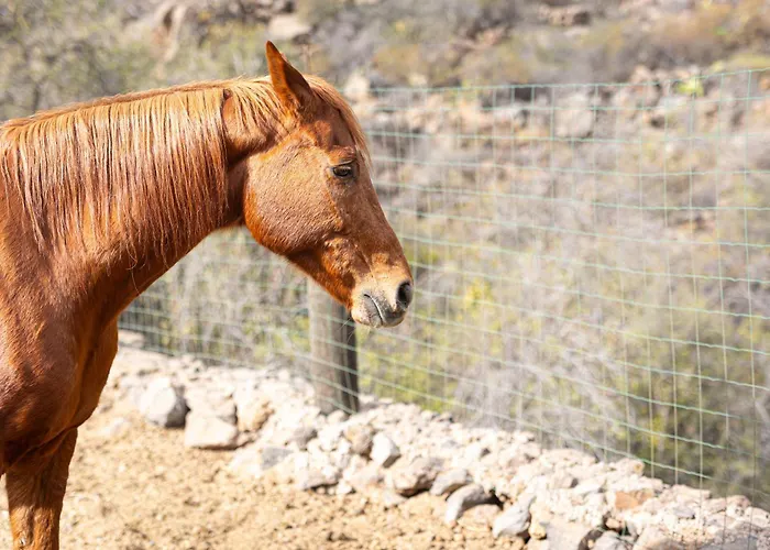 Live Candelaria Mi Bodega Araya (Tenerife)