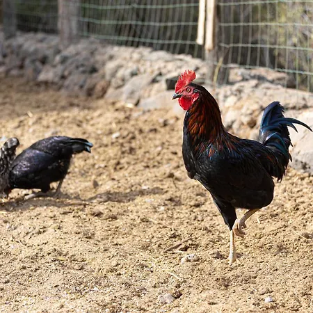 Live Mi Bodega Araya (Tenerife)