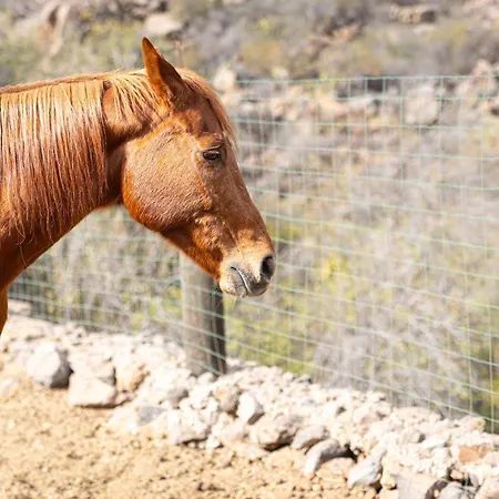 Live Mi Bodega Araya (Tenerife)