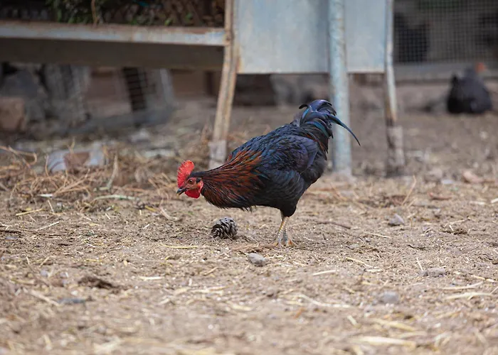 Live Candelaria Mi Bodega *