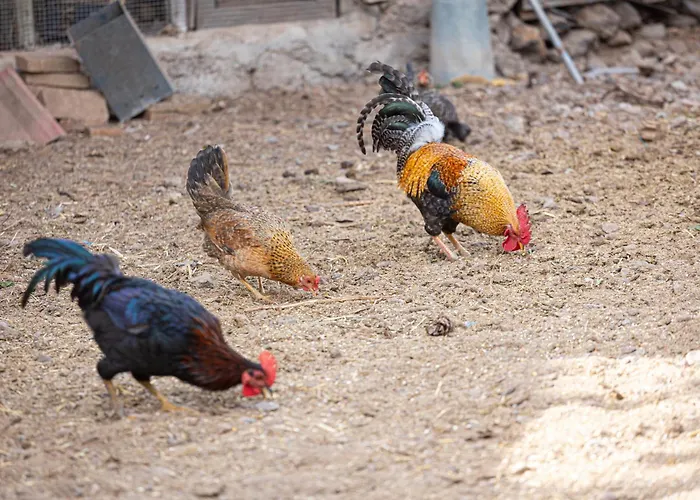 Live Candelaria Mi Bodega Apartament *