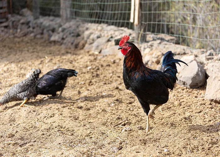 Live Candelaria Mi Bodega Araya (Tenerife)