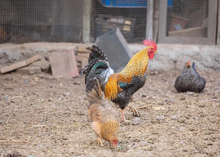 Live Candelaria Mi Bodega Apartament *