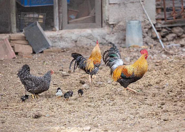 Live Candelaria Mi Bodega Araya (Tenerife)