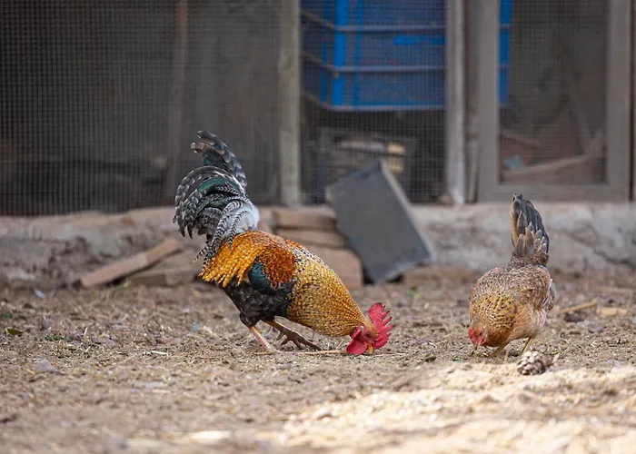 Live Candelaria Mi Bodega