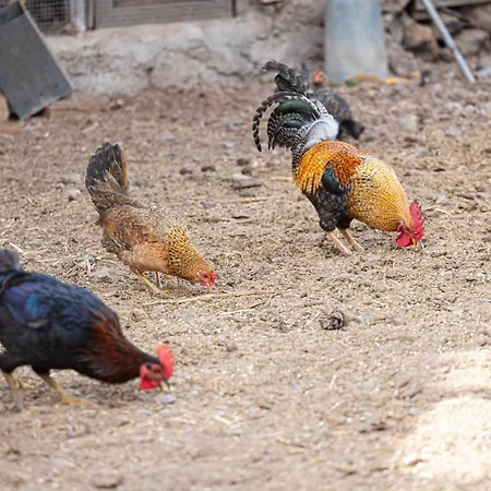 Live Mi Bodega Appartement *