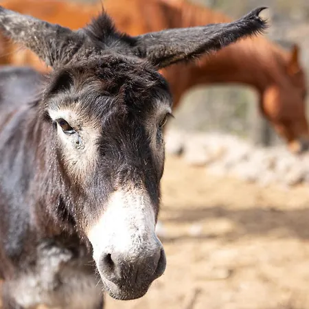 Live Mi Bodega Appartement Araya (Tenerife)