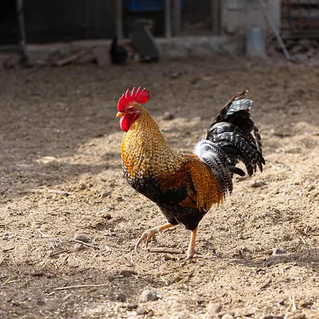 Live Mi Bodega Araya (Tenerife)