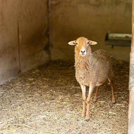 Live Mi Bodega Daire Araya (Tenerife)