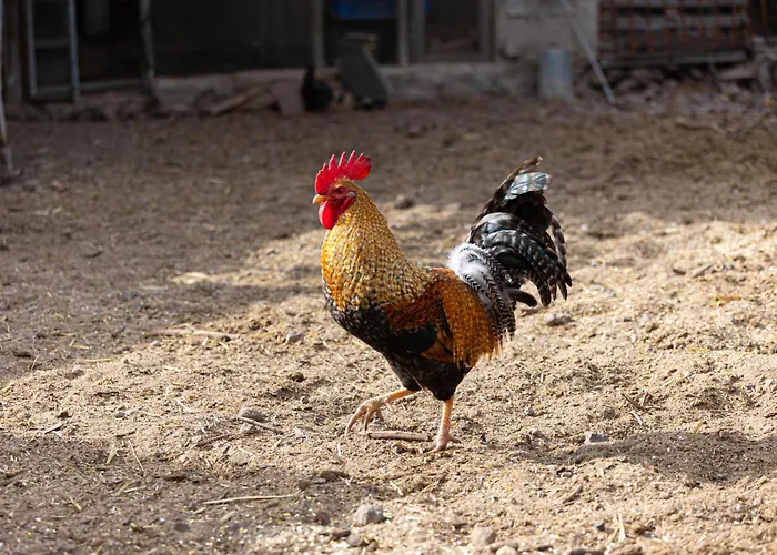 Live Candelaria Mi Bodega Araya (Tenerife)
