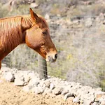 Live Candelaria Mi Bodega Araya (Tenerife)